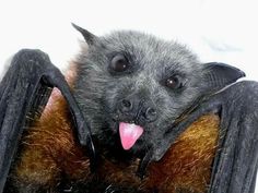bat-smile