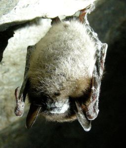 A little brown bat affected by white nose syndrome.